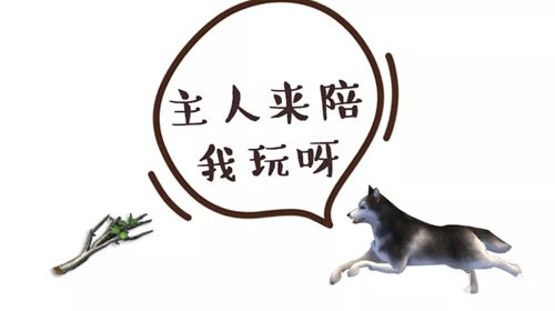 明日之后哈士奇