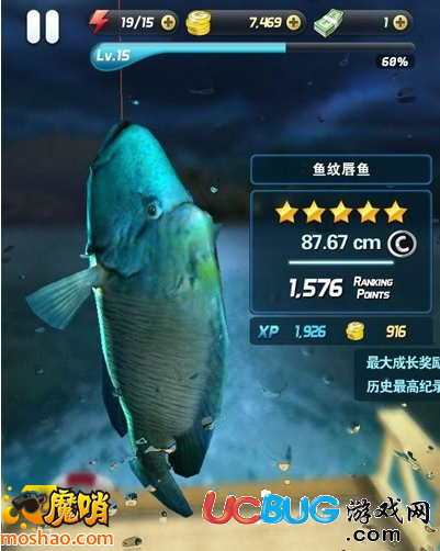 釣魚發(fā)燒友Boss魚紋唇魚怎么釣？