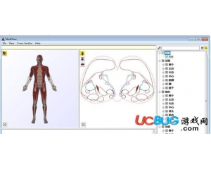 MediView(人體骨骼3D模型軟件)v1.0綠色漢化版