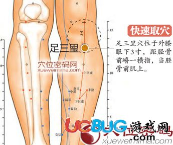 中醫(yī)所說的足三里穴的準(zhǔn)確位置在哪 足三里穴位的作用