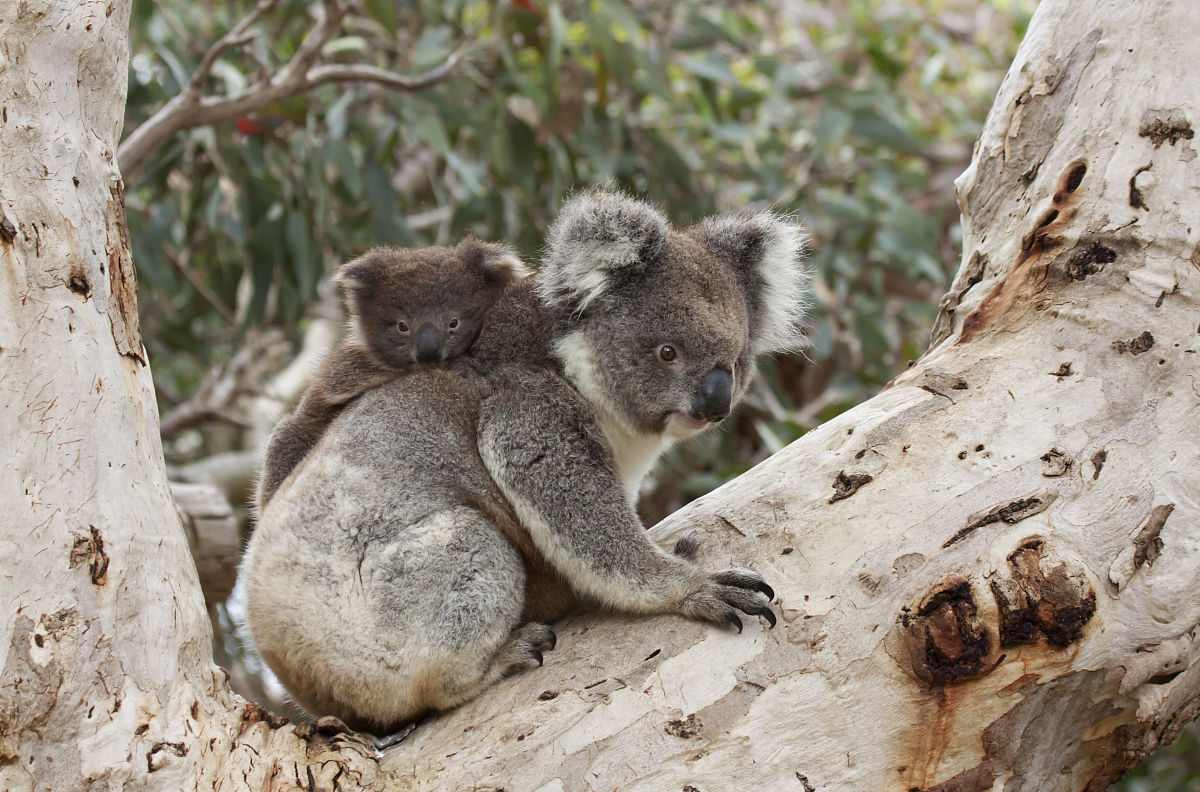 koala